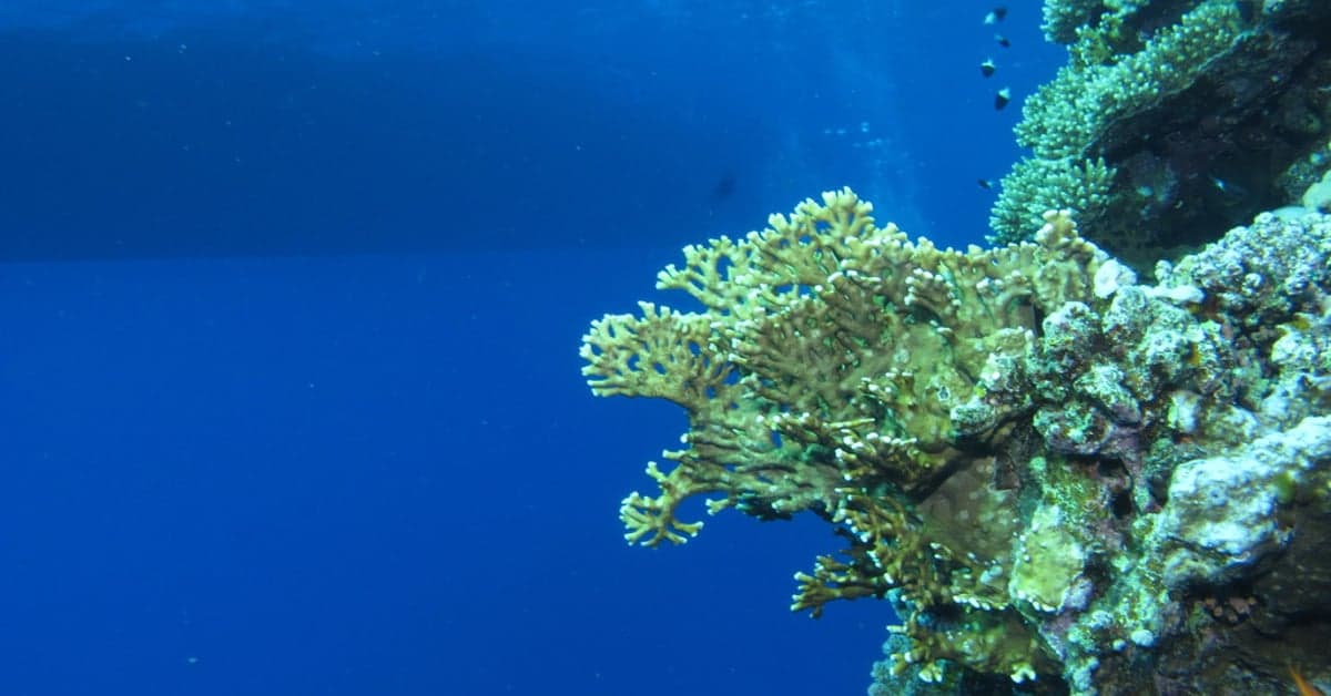 A coral reef in clear blue tropical water