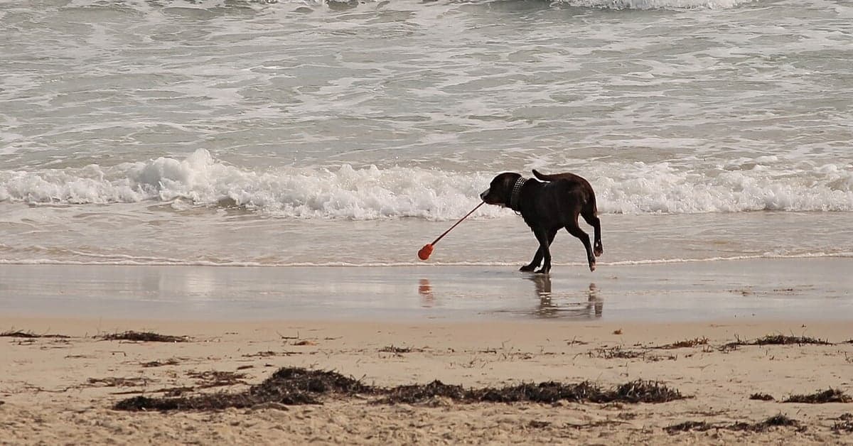 A dog playing with a ball on the beach