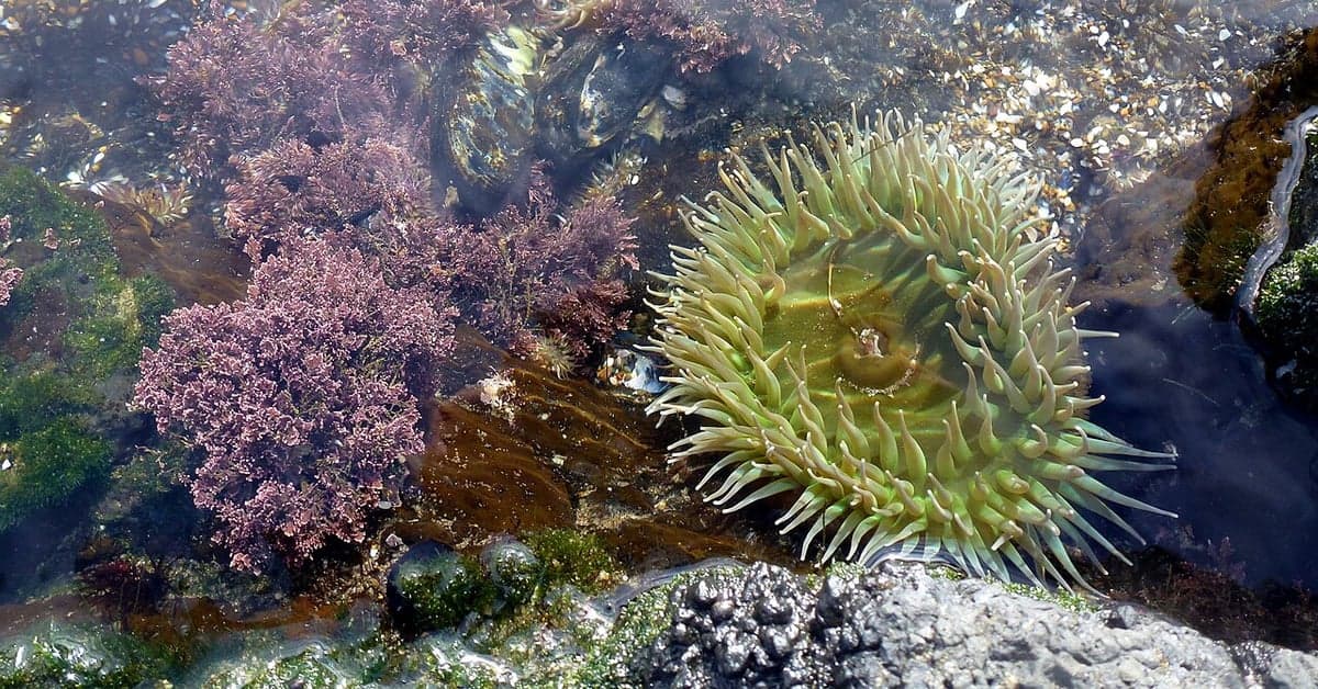 Tide pool with a sea anemone near Yachats, Oregon