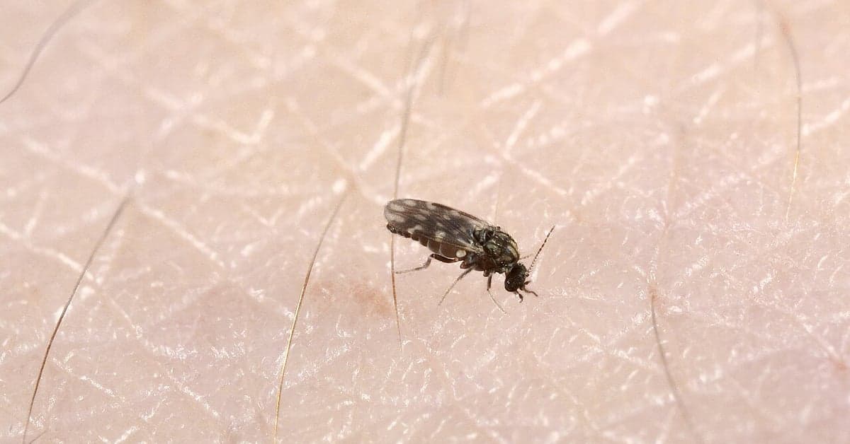 How to Deal with Sand Flies and No-See-Ums at the Beach