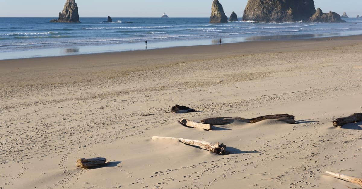 The Best Dog-Friendly Beaches in the US
